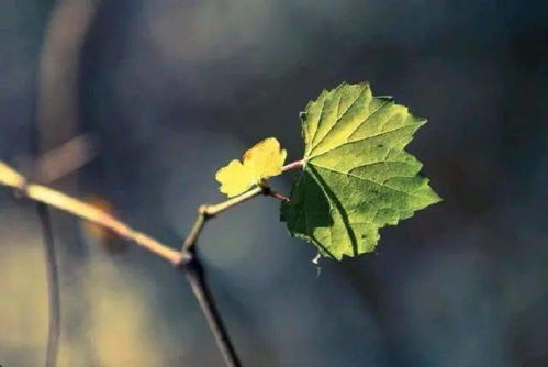 離別的古詩句子唯美,離別挽留的古詩句子,形容離別的傷感的古詩句子