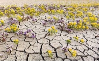 寫(xiě)關(guān)于土地的古詩(shī)句