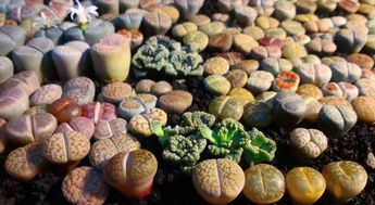 關(guān)于生石花的詩(shī)句