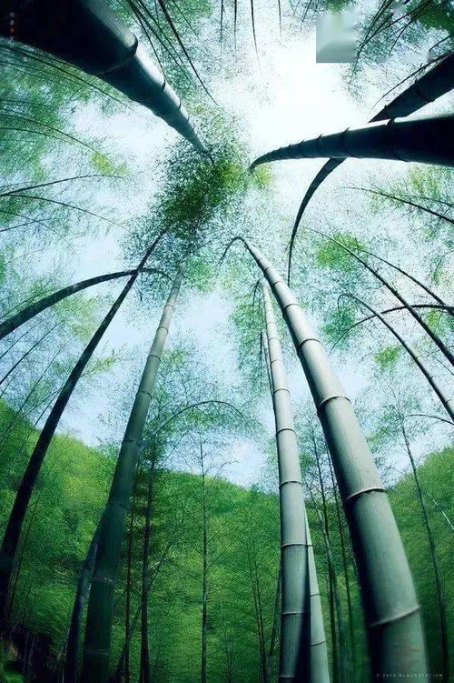 冬天竹子詩(shī)句古詩(shī)大全