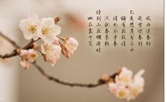 花書詩句古詩詞