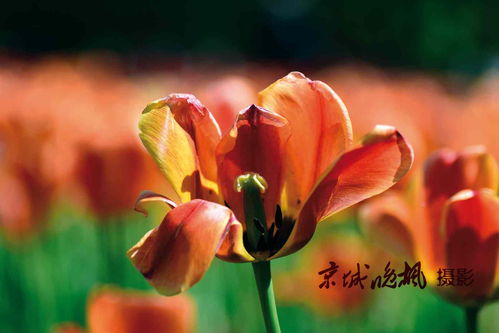 寫花開(kāi)的旺盛的詩(shī)句,形容花開(kāi)得旺盛的詩(shī)句,秋季花開(kāi)旺盛詩(shī)句