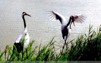 古詩中寫丹頂鶴的詩句