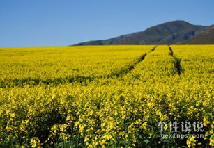 古詩,詩句,報(bào)答,父親