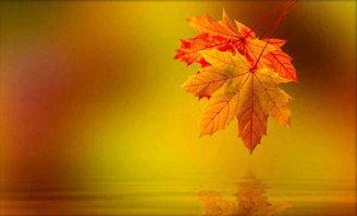 落葉的詩(shī)句古詩(shī)