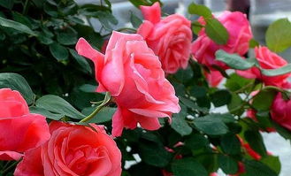 關(guān)于月季花特點(diǎn)的詞語和詩句