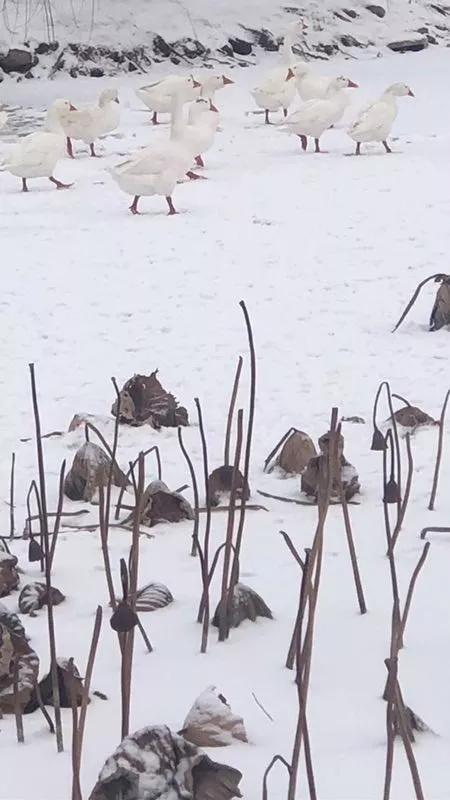 詩(shī)句,詩(shī)中,吟誦,有哪些