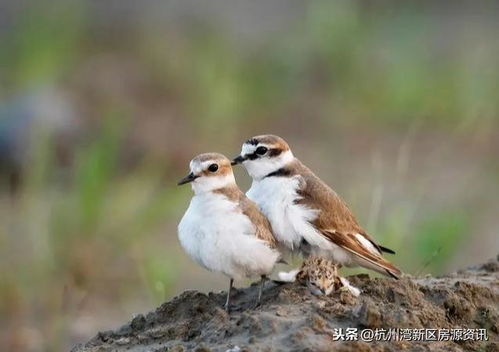 1首關(guān)于鳥的詩句