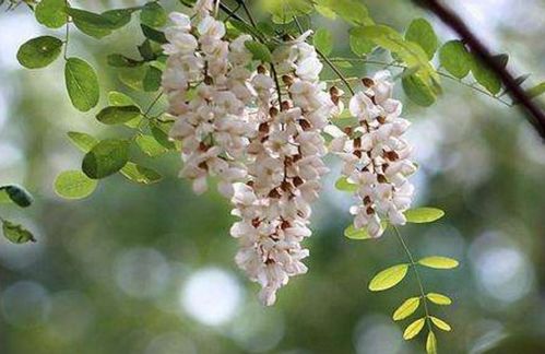 立夏關于槐花的詩句