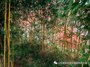 關(guān)于雨后美景的詩句