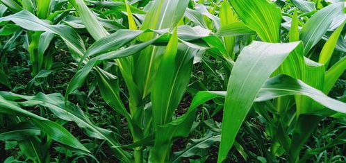 農(nóng)忙,詩(shī)句