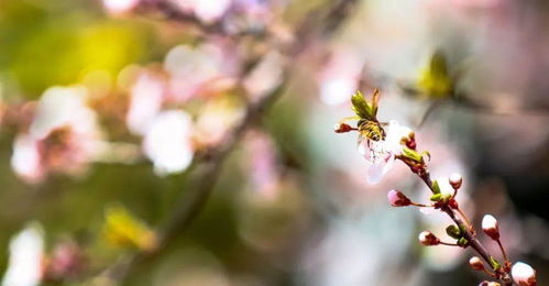 關(guān)于送別朋友的詩句古詩,有關(guān)送別的詩句古詩,有關(guān)折柳送別的詩句的古詩