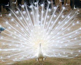 關(guān)于黃山孔雀的詩句