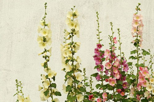 關于樹木的詩句和名言