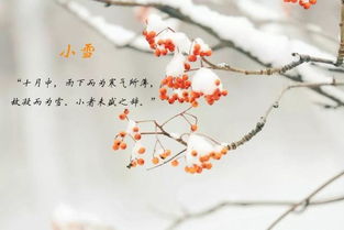 白居易關于小雪的詩句