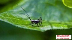 關于描寫蟋蟀的勤勞耐心詩句