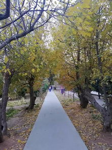 關(guān)于秋天的憂傷詩(shī)句