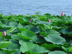 夏天的古詩句300首