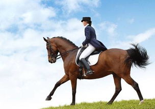 關(guān)于騎馬遠(yuǎn)行的古詩(shī)句