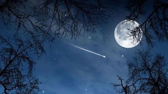 月夜杜甫古詩詩句