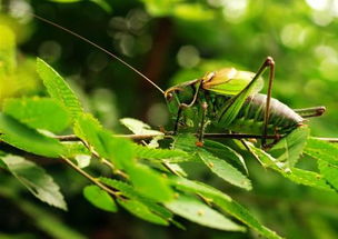 關(guān)于蜘蛛有趣的詩句