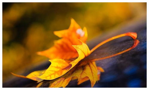 關(guān)于秋葉的優(yōu)美詩句