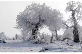 贊美胡楊的古詩句