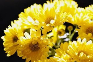 關于秋天竹的詩句古詩