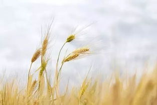 芒種,詩句,描寫