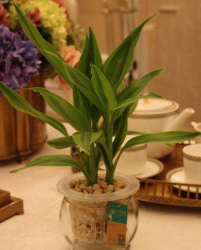 關(guān)于富貴竹的詩(shī)句