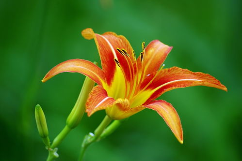 關(guān)于母親詩(shī)句萱草