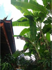 描寫芭蕉楠竹古詩句