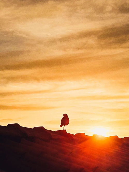 描寫春天的詩(shī)句帶翻譯,關(guān)于春天的詩(shī)句及翻譯,關(guān)于春天的詩(shī)句加翻譯