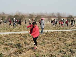 播種,詩(shī)句,春天,農(nóng)民