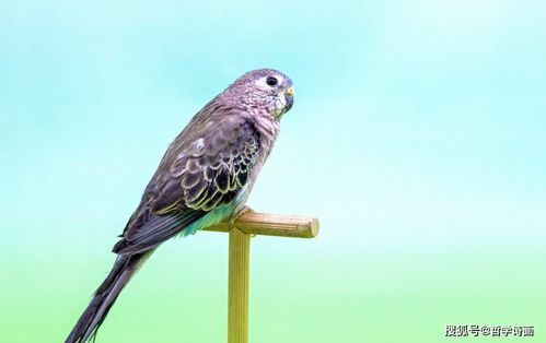 再給我找一個帶鳥的古詩句