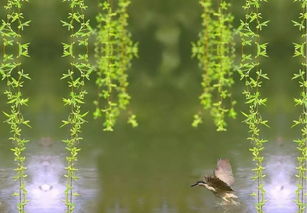 冬天柳樹(shù)的詩(shī)句古詩(shī)