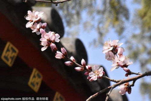 關(guān)于4季的花詩句