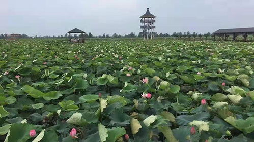 蓮蓬,詩(shī)句,描寫(xiě)