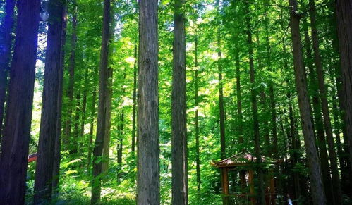 關于夏天相遇的詩句