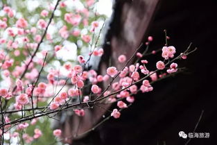 關(guān)于梅飄香的古詩(shī)句