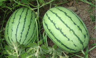 關(guān)于描寫西瓜的詩句