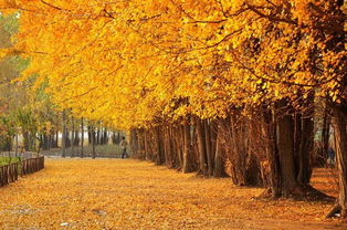 詩句,描寫,清晨,秋天