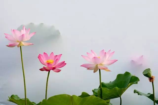 關(guān)于荷花繁茂的詩(shī)句