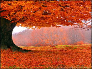 關(guān)于秋天開心快樂的詩句