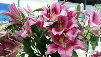 自己寫的關于百合花的詩句古詩