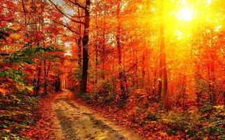 關(guān)于秋天好詩句大全