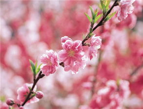 關(guān)于桃花佳人的詩句