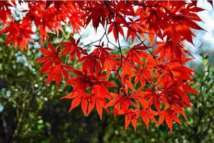 關(guān)于楓葉的詩句古詩詞,關(guān)于秋天楓葉的詩句古詩詞,贊美楓葉的詩句古詩詞