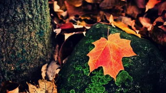 古詩詞,詩句,楓葉