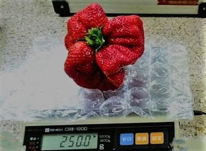 關(guān)于草莓葉的詩(shī)句古詩(shī)